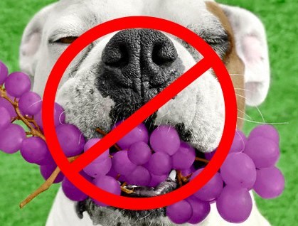 Grapes and dogs best sale